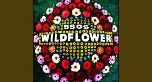 Wildflower Lyrics – 5 Seconds of Summer