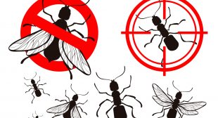 Pest Control Service Near Me USA | Instant Solution